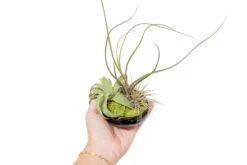 Fully Assembled Tillandsia Air Plant Dish Garden In Black Glazed Container -Air Plant World Tillandsia Air Plant Black Glazed Terracotta Pot Dish 9