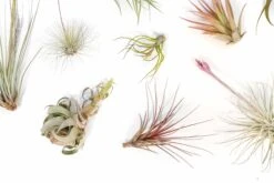 SALE - Tillandsia Air Plant Color, Blush & Bud Pack - Set Of 10 Or 20 - 35% Off -Air Plant World Tillandsia Air Plant Blooming Blushing 2