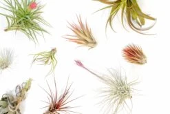 SALE - Tillandsia Air Plant Color, Blush & Bud Pack - Set Of 10 Or 20 - 35% Off -Air Plant World Tillandsia Air Plant Blooming Blushing 3