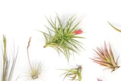 SALE - Tillandsia Air Plant Color, Blush & Bud Pack - Set Of 10 Or 20 - 35% Off -Air Plant World Tillandsia Air Plant Blooming Blushing 4