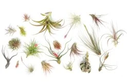 SALE - Tillandsia Air Plant Color, Blush & Bud Pack - Set Of 10 Or 20 - 35% Off -Air Plant World Tillandsia Air Plant Blooming Blushing 5