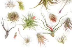 SALE - Tillandsia Air Plant Color, Blush & Bud Pack - Set Of 10 Or 20 - 35% Off -Air Plant World Tillandsia Air Plant Blooming Blushing 6