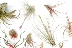 SALE - Tillandsia Air Plant Color, Blush & Bud Pack - Set Of 10 Or 20 - 35% Off -Air Plant World Tillandsia Air Plant Blooming Blushing 7