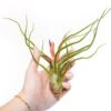 Large Tillandsia Bulbosa Belize Air Plants / 6-8 Inch Plants