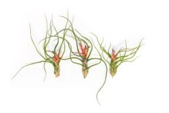 Large Tillandsia Bulbosa Belize Air Plants / 6-8 Inch Plants -Air Plant World Tillandsia Air Plant Bulbosa Belize 3