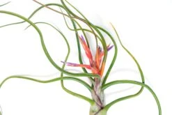 Large Tillandsia Bulbosa Belize Air Plants / 6-8 Inch Plants -Air Plant World Tillandsia Air Plant Bulbosa Belize 4