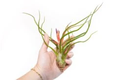 Large Tillandsia Air Plant Variety Pack - 5 Big Plants -Air Plant World Tillandsia Air Plant Bulbosa Belize 1