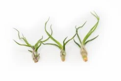 Air Plant World -Air Plant World Tillandsia Air Plant Bulbosa Guatemala 1 be8e08f6 9f6c 4775 8bef b092768da806