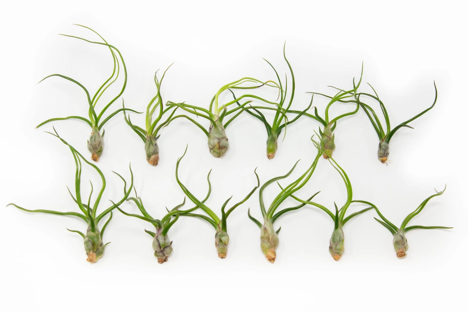 SALE - Tillandsia Bulbosa Guatemala Air Plants - Set Of 10, 20, Or 30 - 40% Off 1 SALE - Tillandsia Bulbosa Guatemala Air Plants - Set Of 10, 20, Or 30 - 40% Off