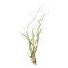 XL Tillandsia Butzii Air Plants / 10-18 Inch Plants