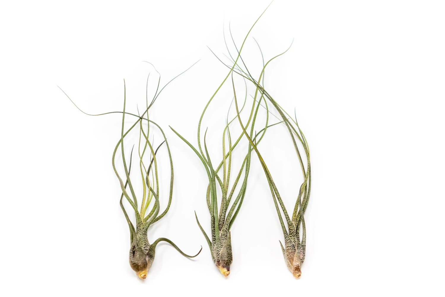 SALE - The Wild Things Collection Of Tillandsia Air Plants - Set Of 9 Or 18 Air - 70% Off 4 SALE - The Wild Things Collection Of Tillandsia Air Plants - Set Of 9 Or 18 Air - 70% Off - Image 4