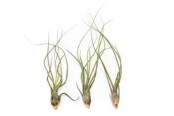 Large Tillandsia Butzii Air Plants / 6-9 Inch Plants -Air Plant World Tillandsia Air Plant Butzii 2 7f5d9fea 279c 42d9 aaad 14aaac4b14c5