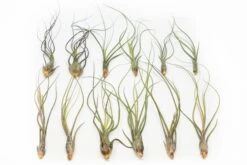 SALE - Large Tillandsia Butzii Air Plants - Set Of 10 Or 20 Air Plants - 40% Off