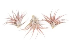Large Tillandsia Capitata Peach Air Plants / 4-6 Inch Plants -Air Plant World Tillandsia Air Plant Capitata Peach 1