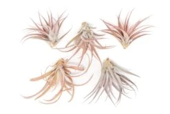 Large Tillandsia Capitata Peach Air Plants / 4-6 Inch Plants -Air Plant World Tillandsia Air Plant Capitata Peach 2