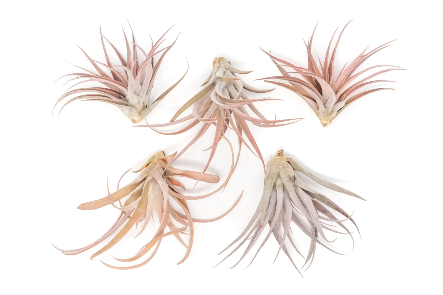 Large Tillandsia Capitata Peach - Set Of 5, 10, Or 20 Air Plants - 50% Off 1 Large Tillandsia Capitata Peach - Set Of 5, 10, Or 20 Air Plants - 50% Off