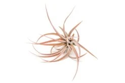 Large Tillandsia Capitata Peach Air Plants / 4-6 Inch Plants -Air Plant World Tillandsia Air Plant Capitata Peach Large 1