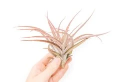 Large Tillandsia Capitata Peach Air Plants / 4-6 Inch Plants