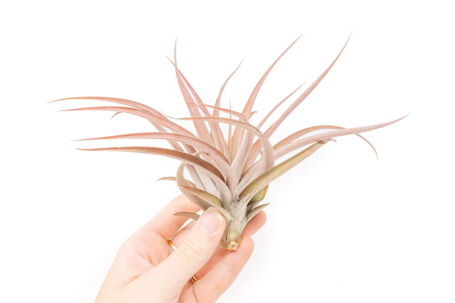 Large Tillandsia Capitata Peach - Set Of 5, 10, Or 20 Air Plants - 50% Off 2 Large Tillandsia Capitata Peach - Set Of 5, 10, Or 20 Air Plants - 50% Off - Image 2