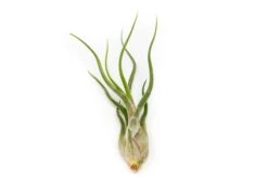 The Mayan Collection Of Tillandsia Air Plants -Air Plant World Tillandsia Air Plant Caput Medusae 1 0dd8ba71 2cd4 4b5b b24c efcc66df49a2 1