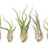 SALE - Tillandsia Caput Medusae Air Plants - Set Of 10 Or 20 - 70% Off