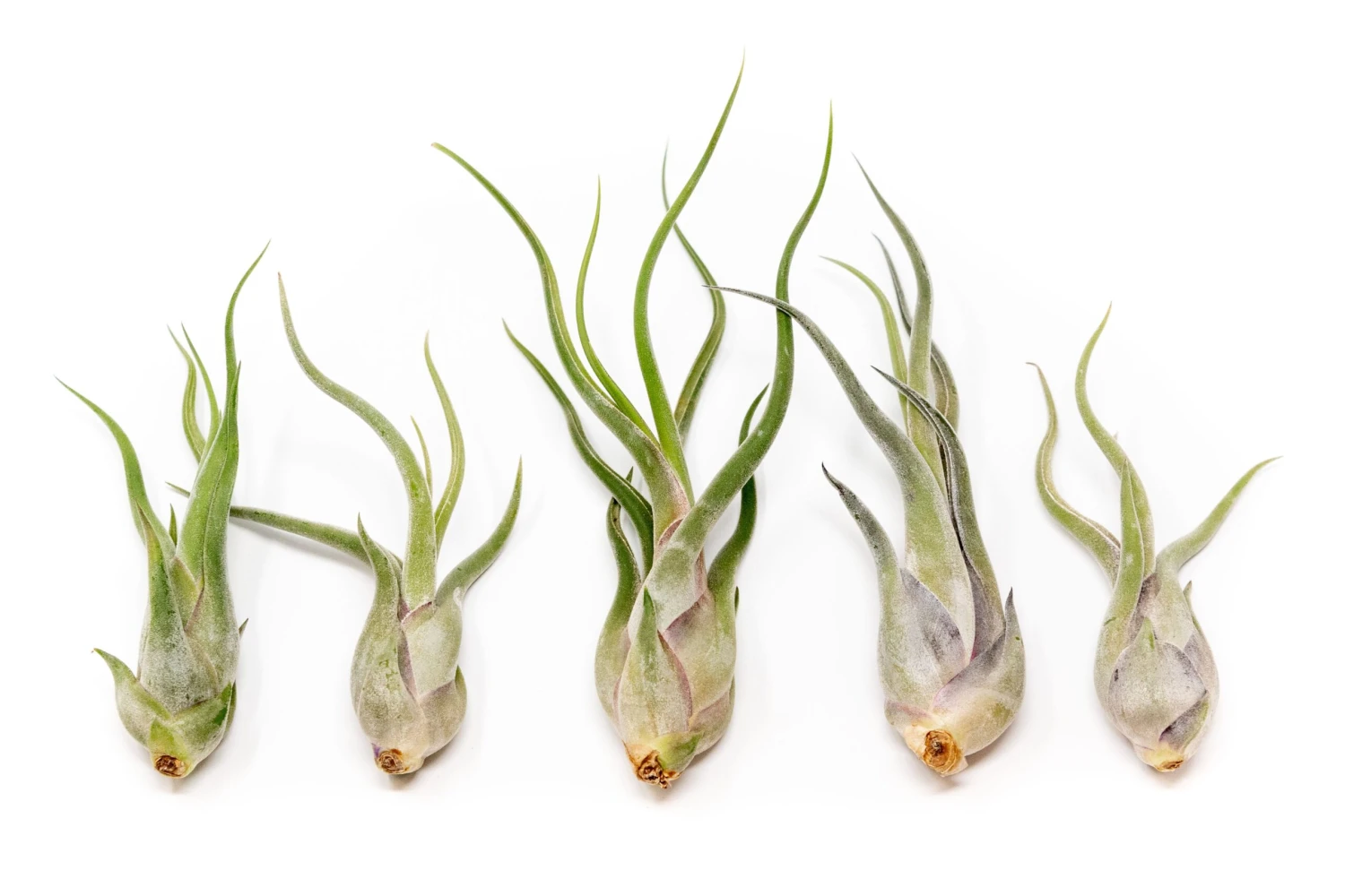 SALE - Tillandsia Caput Medusae Air Plants - Set Of 10 Or 20 - 70% Off 1 SALE - Tillandsia Caput Medusae Air Plants - Set Of 10 Or 20 - 70% Off