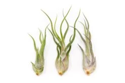 SALE - Tillandsia Caput Medusae Air Plants - Set Of 10 Or 20 - 70% Off 13 SALE - Tillandsia Caput Medusae Air Plants - Set Of 10 Or 20 - 70% Off -Air Plant World Tillandsia Air Plant Caput Medusae 3