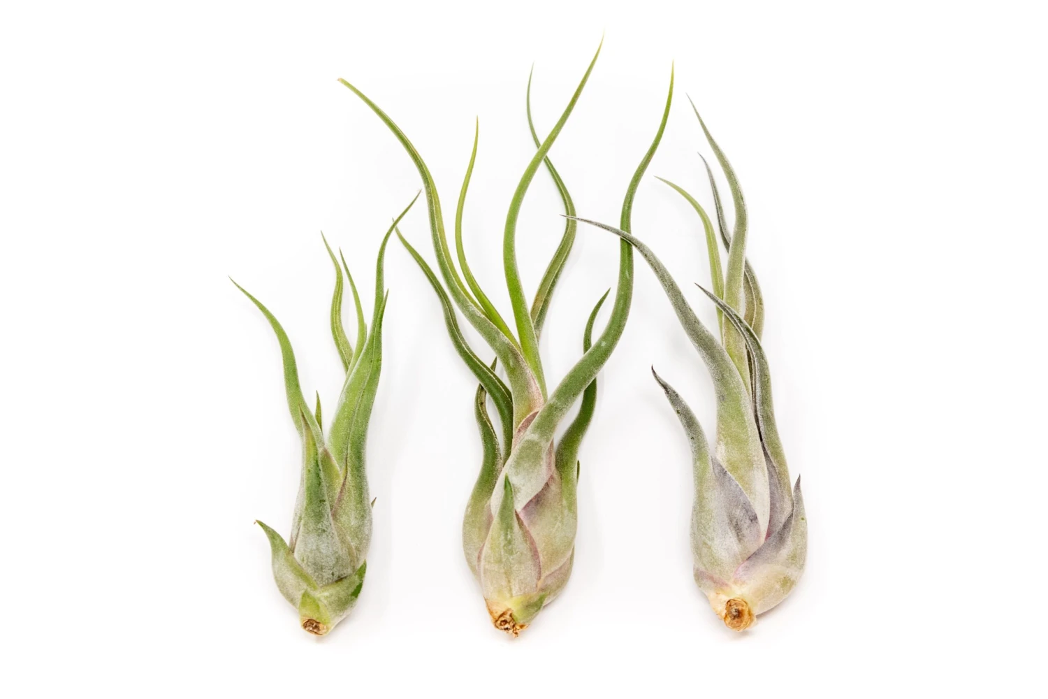 SALE - The Wild Things Collection Of Tillandsia Air Plants - Set Of 9 Or 18 Air - 70% Off 3 SALE - The Wild Things Collection Of Tillandsia Air Plants - Set Of 9 Or 18 Air - 70% Off - Image 3
