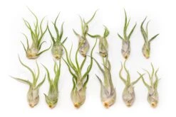 SALE - Tillandsia Caput Medusae Air Plants - Set Of 10 Or 20 - 70% Off 9 SALE - Tillandsia Caput Medusae Air Plants - Set Of 10 Or 20 - 70% Off -Air Plant World Tillandsia Air Plant Caput Medusae 4