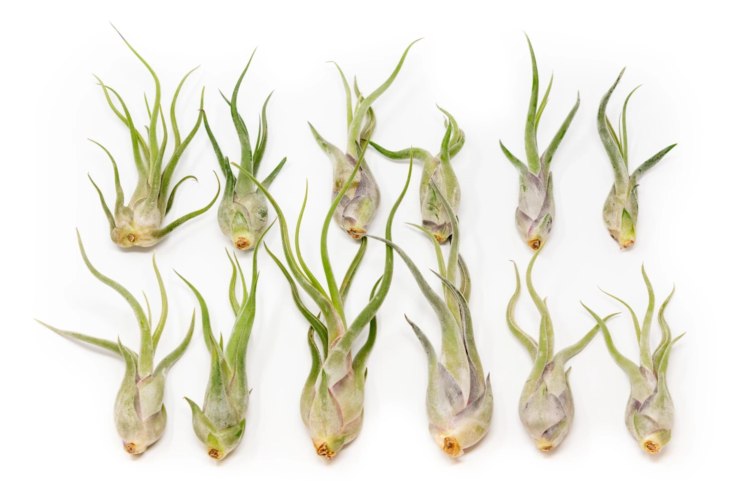 SALE - Tillandsia Caput Medusae Air Plants - Set Of 10 Or 20 - 70% Off 3 SALE - Tillandsia Caput Medusae Air Plants - Set Of 10 Or 20 - 70% Off - Image 3
