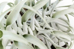 Tillandsia Cacticola Long Form Silver Air Plants -Air Plant World Tillandsia Air Plant Caticola 10