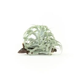 Tillandsia Cacticola Long Form Silver Air Plants -Air Plant World Tillandsia Air Plant Caticola 24