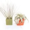 Air Plant Supply Co. Brand Colors Set - Two Ceramic Cube Containers With Tillandsia Xerographica Mini And Juncea