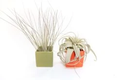 Air Plant Supply Co. Brand Colors Set - Two Ceramic Cube Containers With Tillandsia Xerographica Mini And Juncea