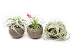 Set Of 3 Charcoal Clay Containers With Premium Tillandsia Air Plants