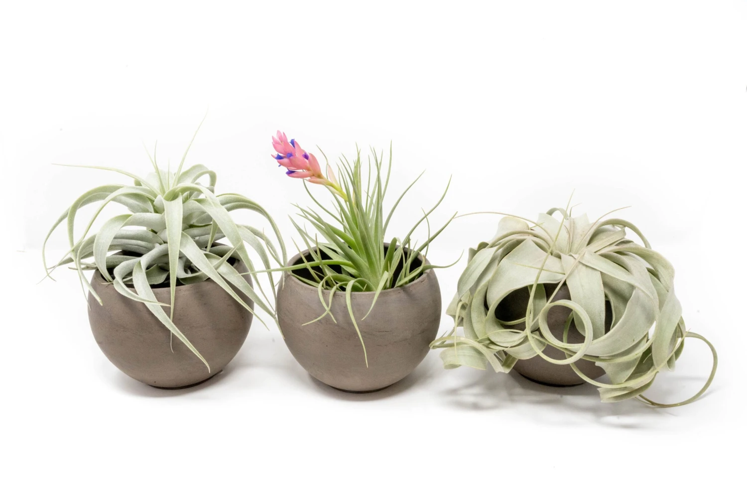 Set Of 3 Charcoal Clay Containers With Premium Tillandsia Air Plants 1 Set Of 3 Charcoal Clay Containers With Premium Tillandsia Air Plants