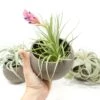 Charcoal Clay Container With Premium Tillandsia Air Plant