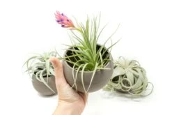 Charcoal Clay Container -Air Plant World Tillandsia Air Plant Charcoal Clay Container 2