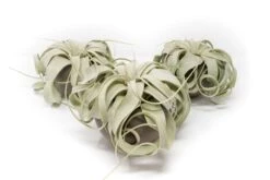 Charcoal Clay Container With Premium Tillandsia Air Plant -Air Plant World Tillandsia Air Plant Charcoal Clay Container 3