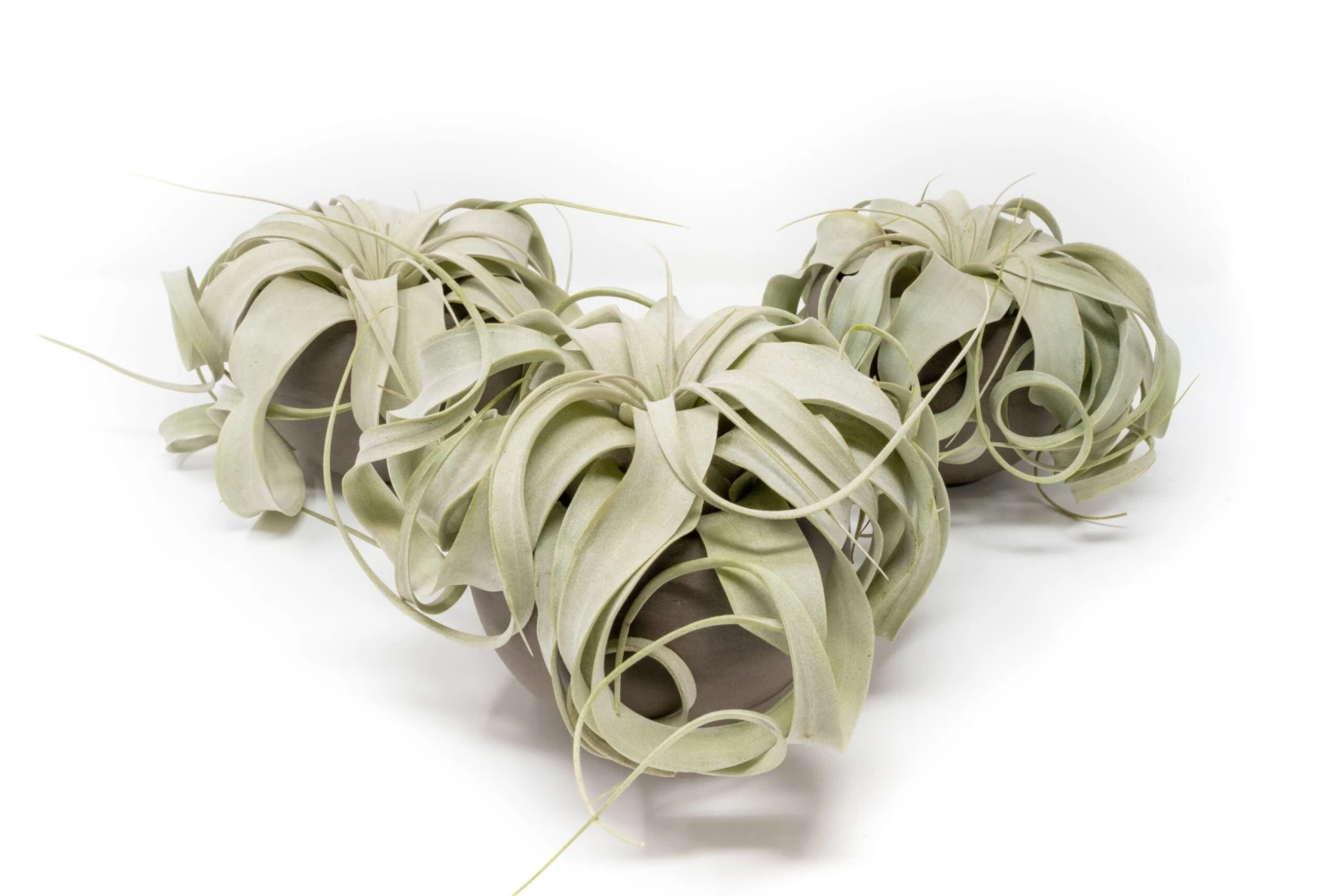Set Of 3 Charcoal Clay Containers With Premium Tillandsia Air Plants 3 Set Of 3 Charcoal Clay Containers With Premium Tillandsia Air Plants - Image 3