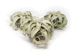 Set Of 3 Charcoal Clay Containers With Mini Tillandsia Xerographica Air Plants