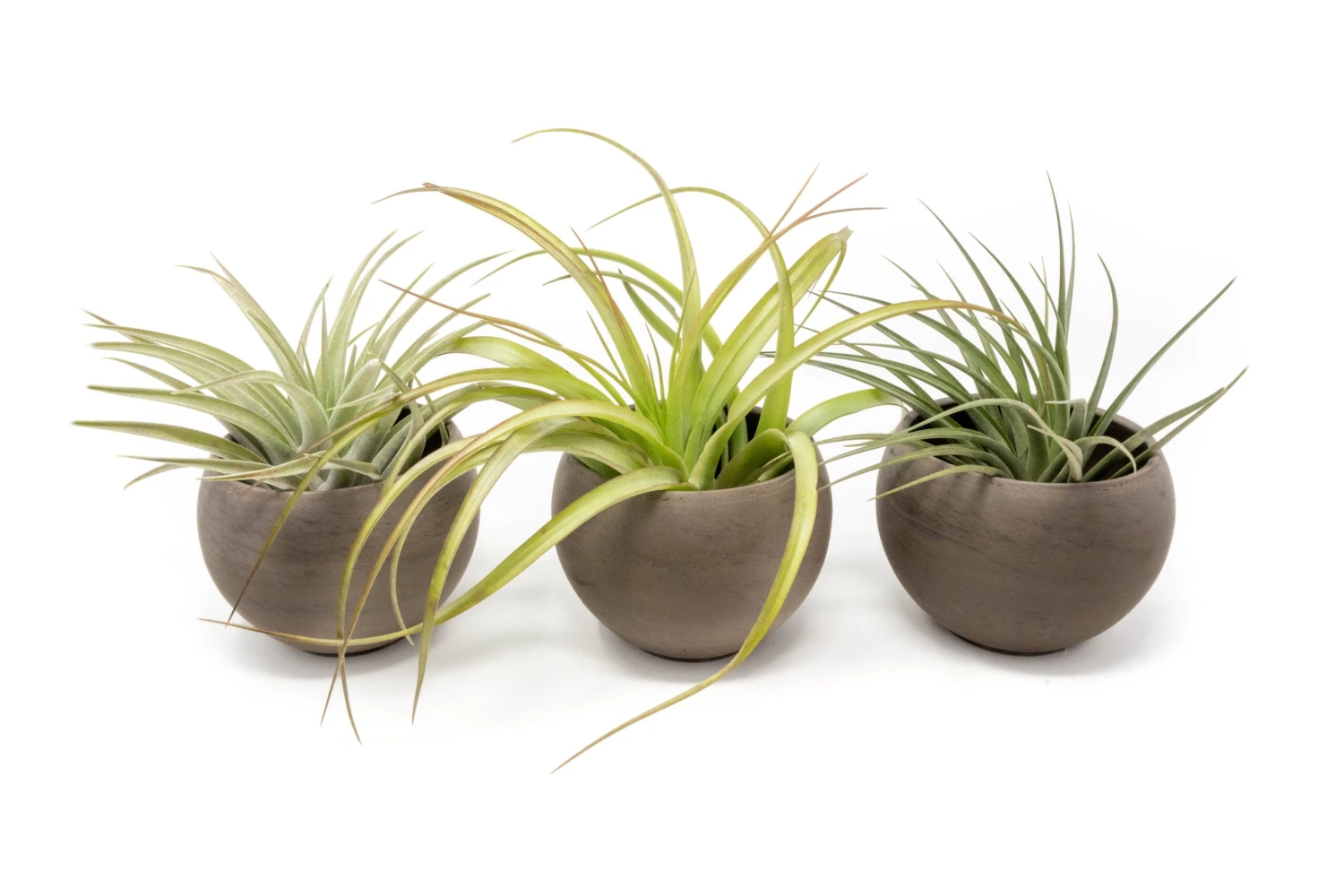 Set Of 3 Charcoal Clay Containers With Premium Tillandsia Air Plants 2 Set Of 3 Charcoal Clay Containers With Premium Tillandsia Air Plants - Image 2