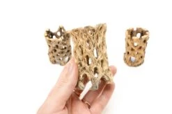 Natural Cholla Wood Container - 3 Inches Tall 7 Natural Cholla Wood Container - 3 Inches Tall -Air Plant World Tillandsia Air Plant Cholla Wood 1