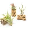 SALE - Natural Cholla Wood Containers With Assorted Tillandsia Air Plants - Set Of 3 - 20% Off