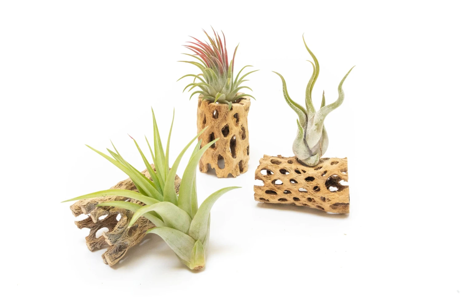 SALE - Natural Cholla Wood Containers With Assorted Tillandsia Air Plants - Set Of 3 - 20% Off 1 SALE - Natural Cholla Wood Containers With Assorted Tillandsia Air Plants - Set Of 3 - 20% Off