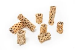 Natural Cholla Wood Container - 6 Inches Tall -Air Plant World Tillandsia Air Plant Cholla Wood 13 78b515c8 1314 46f7 b015 b97cd1552ab1