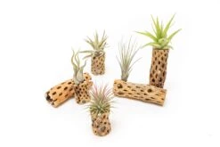 Natural Cholla Wood Container - 6 Inches Tall With Tillandsia Assorted Air Plants -Air Plant World Tillandsia Air Plant Cholla Wood 17 ff7ef130 86ef 49c7 a77e 0abe30060d37