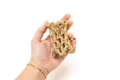 Natural Cholla Wood Container - 3 Inches Tall With Assorted Tillandsia Air Plants -Air Plant World Tillandsia Air Plant Cholla Wood 2 050cdaab b45b 41ba a4d8 44def10103da