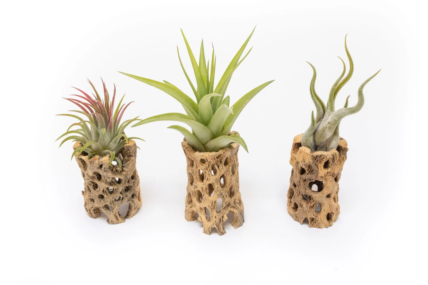 SALE - Natural Cholla Wood Containers With Assorted Tillandsia Air Plants - Set Of 3 - 20% Off 2 SALE - Natural Cholla Wood Containers With Assorted Tillandsia Air Plants - Set Of 3 - 20% Off - Image 2