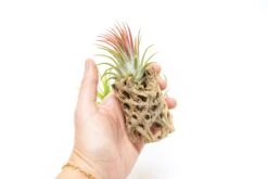 SALE - Natural Cholla Wood Containers With Assorted Tillandsia Air Plants - Set Of 3 - 20% Off 7 SALE - Natural Cholla Wood Containers With Assorted Tillandsia Air Plants - Set Of 3 - 20% Off -Air Plant World Tillandsia Air Plant Cholla Wood 5